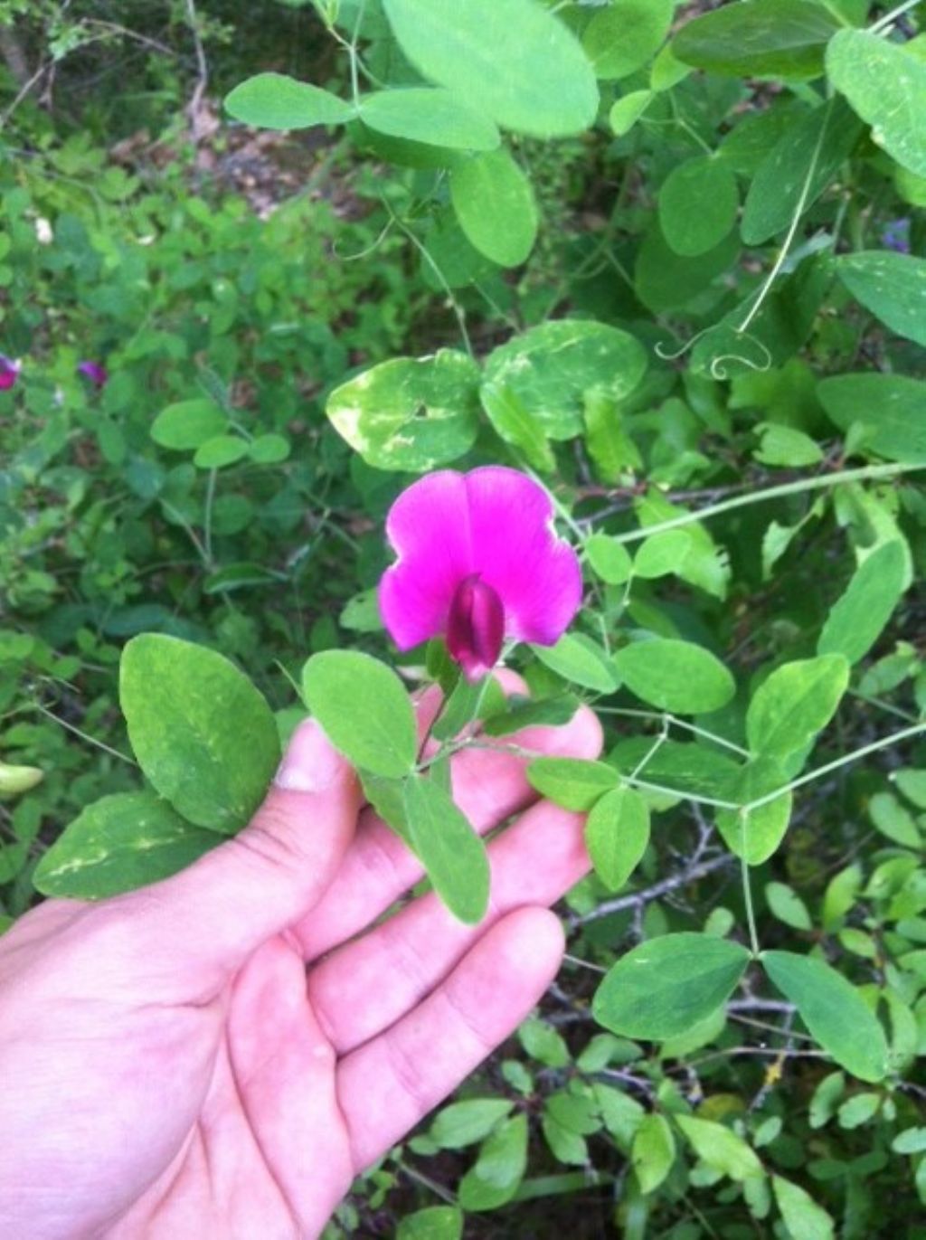 Lathyrus grandiflorus / Cicerchia a fiori grand